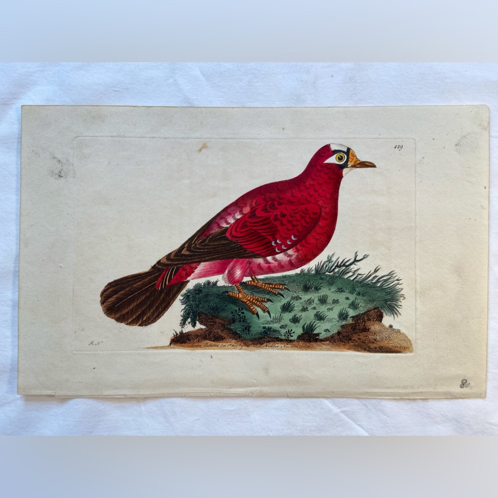 Antique Bird Print RARE, hand colored‎ engraving on paper, 6” x 9”, 1800